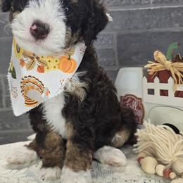 Jimmie - Brown and white male Bernedoodle puppy in Boaz, Alabama from Lovin' Doodles