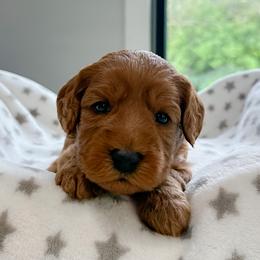 Teal girl - Apricot female Australian Labradoodle puppy in Chelsea, Michigan from Michigan Labradoodles