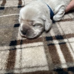 Cocker Spaniel Puppies from Livengood Cockers
