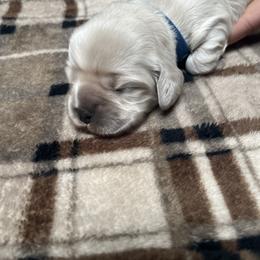 Cocker Spaniel Puppies from Livengood Cockers