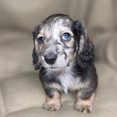 Woody - Dapple male Dachshund puppy in Tucson, Arizona from Crowned Doxies