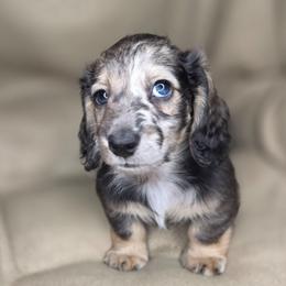 Woody - Dapple male Dachshund puppy in Tucson, Arizona from Crowned Doxies