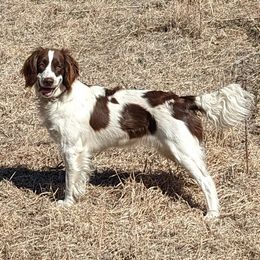 English Springer Spaniel All Grown Up from Sho-Me Springers