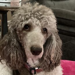 Dolly - Goldendoodle