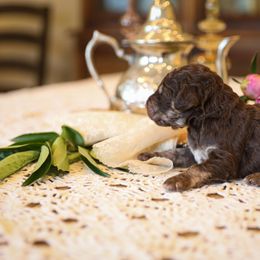Poodle Puppies from Setting the Standard Poodles