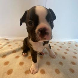 Pablo - Black and white male Boston Terrier puppy in Imperial, Missouri from Boston Kup Breeders