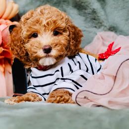 Honey - Apricot female Goldendoodle puppy in Forney, Texas from Diamond Doodle Pups and Poodles