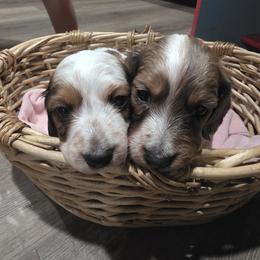 Dachshund puppies from Green Thumb Farms
