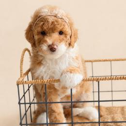 Dixie - Yellow and white female Bernedoodle puppy in Santa Barbara, California from K+C Doodles