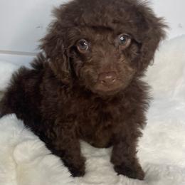 Finch - Brown male Cockapoo puppy in Anniston, Alabama from Mason Farmhouse Poodles, Doodles & Poos (Breeding & Stud Services)