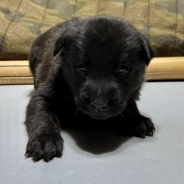 Freya - Black brindle female Dutch Shepherd puppy in Watertown, Connecticut from APACHEK9