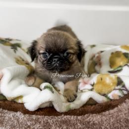 Charlie - Fawn male Pug puppy in Shady Hills, Florida from Premium Pugs