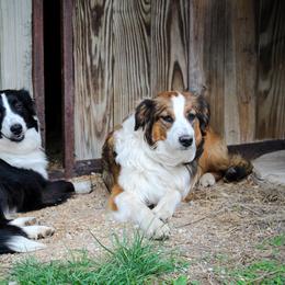 English Shepherd All Grown Up from Flashbar Farm English Shepherds