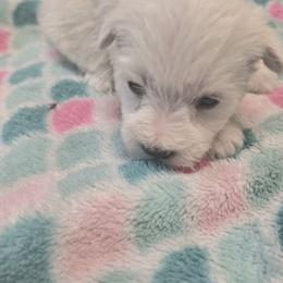 Mia - White female Miniature Schnauzer puppy in Warrenville, South Carolina from All Paws Pet Resort