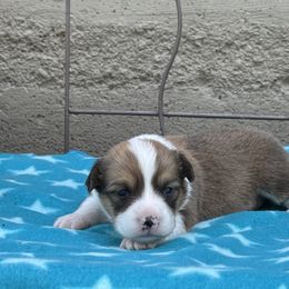 Sunny - Sable female Pembroke Welsh Corgi puppy in Axtell, Nebraska from Lost Creek Corgis