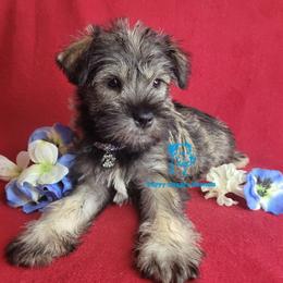Boy 1 - male Miniature Schnauzer puppy in Fairhope, Alabama from Puppy Sugars Kennels