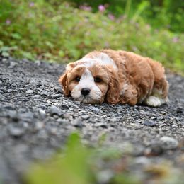 Cavapoo, Cockapoo, and Poodle Puppies from Heavenly Puppies to Love