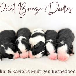 Dark Blue Boy - Tri-color male Bernedoodle puppy in Rochester, New York from Point Breeze Doodles, LLC