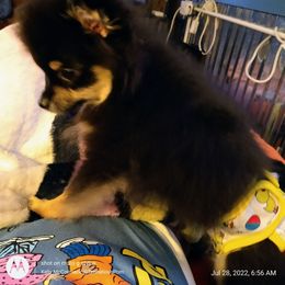 Pomeranian Puppies from Gigi’s Pocket Poms