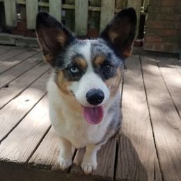 American Corgis from Suzie's Corgis