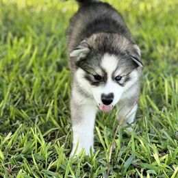 Siberian Husky Puppies from Noble Heart Siberians