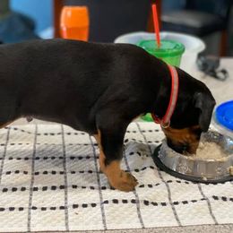 Doberman Pinscher Puppies from Jensen Dobermans