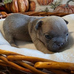 Walter - Blue fawn male French Bulldog puppy in Columbia Falls, Montana from Glacier French Bulldogs of Montana