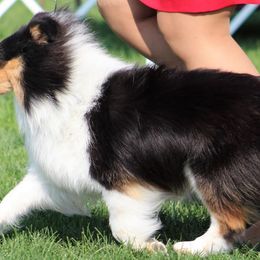 Australian Shepherds and Shetland Sheepdogs from Rod's Pups