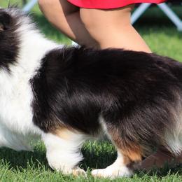 Australian Shepherds and Shetland Sheepdogs from Rod's Pups