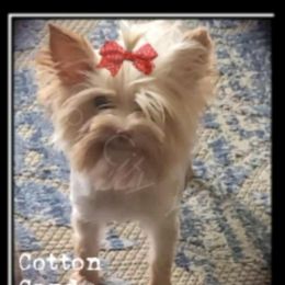 Cotton - Yorkshire Terrier