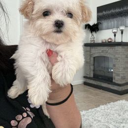 Goldendoodle, Maltipoo, and Yorkipoo Puppies from Doodle Pups Fur-Ever