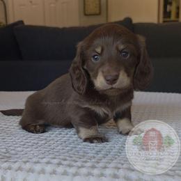 F-Summer Heat 3000 - Chocolate and cream female Dachshund puppy in Texarkana, Arkansas from Dogwood Acre Dachshunds