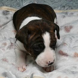 Arrow...Brindle boy, 2 - Brindle and white male Basenji puppy in Eugene, Oregon from Basenji Puppies