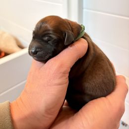 Boy 1 - Wheaten male Soft Coated Wheaten Terrier puppy in Fowler, Ohio from Warzalas wheatens