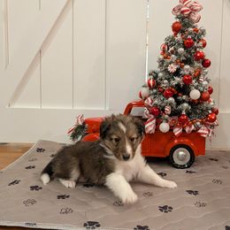 Sable and White Male - White and sable male Shetland Sheepdog puppy in Tuscumbia, Alabama from Agee's World of Shelties