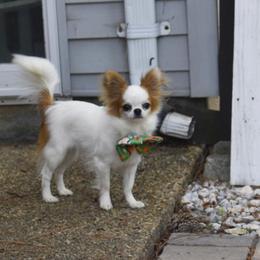 Oakland - Chihuahua
