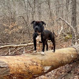 Staffordshire Bull Terrier All Grown Up from Moonstruck Staffords
