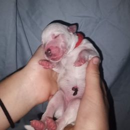 Red - Eowyn - White and black female Dalmatian puppy in Jacksonville, Florida from Sunrise Dalmatians 🌄
