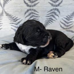 Raven - Black and chalk male Australian Labradoodle puppy in Morgan Hill, California from Loving Labradoodles