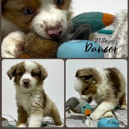 (8) Dancer, RMF - Red merle female Miniature American Shepherd puppy in Huntington, Texas from JKKJ Farms