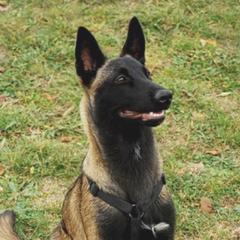 Belgian Malinois from Top Dogs