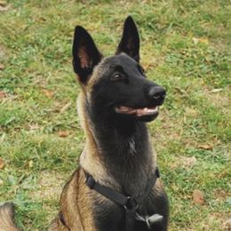 Belgian Malinois from Top Dogs