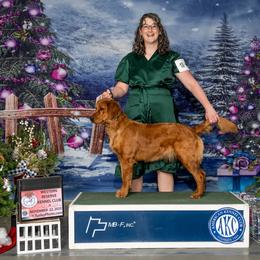 Daisy - Golden Retriever