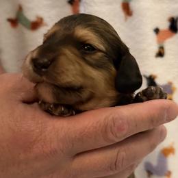 Girl 1 - Cream female Dachshund puppy in Fairfield, California from Dawson Creek Doxies