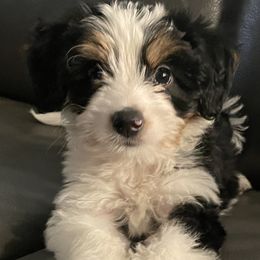 Aussiedoodles from Lovable Doodles SA