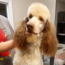 Finn - Poodle
