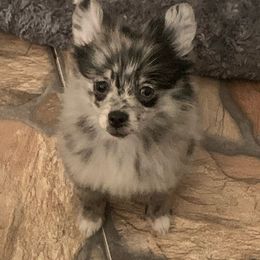 Pomeranian Puppies from Jazzi’s Poms