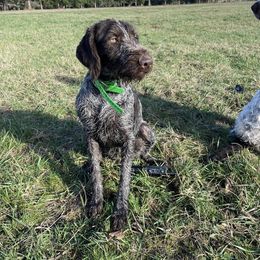 German Wirehaired Pointer All Grown Up from Humdinger Kennel