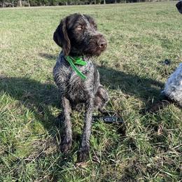 German Wirehaired Pointer All Grown Up from Humdinger Kennel