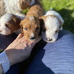 Cavapoo, Goldendoodle, and Poodle Puppies from Desert Valley Doodles